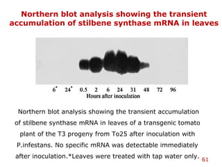 61
Northern blot analysis showing the transient
accumulation of stilbene synthase mRNA in leaves
Northern blot analysis showing the transient accumulation
of stilbene synthase mRNA in leaves of a transgenic tomato
plant of the T3 progeny from To25 after inoculation with
P.infestans. No specific mRNA was detectable immediately
after inoculation.*Leaves were treated with tap water only.
 