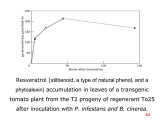 Resveratrol (stilbenoid, a type of natural phenol, and a
phytoalexin) accumulation in leaves of a transgenic
tomato plant from the T2 progeny of regenerant To25
after inoculation with P. infestans and B. cinerea.
62
 