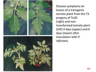 Disease symptoms on
leaves of a transgenic
tomato plant from the T3
progeny of To25
(right) and non-
transformed tomato plant
(left) 4 days (upper) and 6
days (lower) after
inoculation with P.
infestans.
64
 