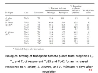 Biological testing of transgenic tomato plants from progenies T2,
T3, and T4 of regenerant To25 and To42 for an increased
resistance to A. solani, B. cinerea, and P. infestans 4 days after
inoculation
65
 