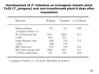 Development of P. infestans on transgenic tomato plant
To25 (T 3 progeny) and non-transformed plant 6 days after
inoculation
66
 