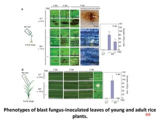 Phenotypes of blast fungus-inoculated leaves of young and adult rice
plants. 69
 