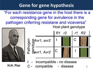 “For each resistance gene in the host there is a
corresponding gene for avirulence in the
pathogen cnferring resistane and viceversa”
Host plant genotypePathogen
genotype R1 r2 r1 R2
Avr1, avr2 I
I
C
Cavr1, Avr2
I - incompatible - no disease
C - compatible - disease
Gene for gene hypothesis
H.H. Flor 7
 