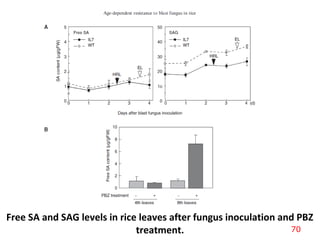 Free SA and SAG levels in rice leaves after fungus inoculation and PBZ
treatment. 70
 