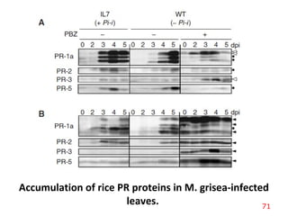 Accumulation of rice PR proteins in M. grisea-infected
leaves. 71
 