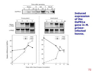 Induced
expression
of the
OsPR1a
gene in M.
grisea-
infected
leaves.
72
 