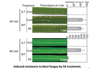 Induced resistance to blast fungus by SA treatment. 73
 