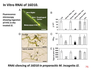 In Vitro RNAi of 16D10.
RNAi silencing of 16D10 in preparasitic M. incognita J2.
Fluorescence
microscopy
showing ingestion
of FITC in the
treated J2.
75
 