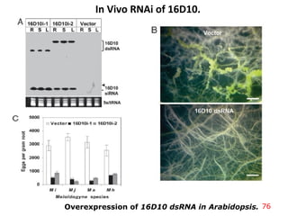 In Vivo RNAi of 16D10.
Overexpression of 16D10 dsRNA in Arabidopsis. 76
 