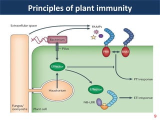 Principles of plant immunity
9
 
