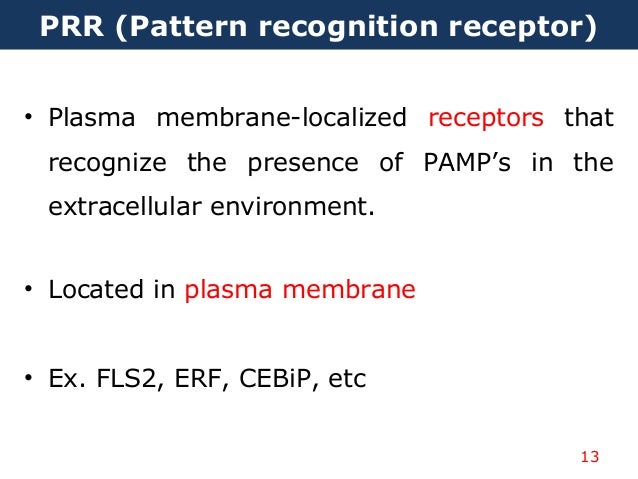 Plant Pattern Recognition Receptor Complexes At The Plasma Membrane | plant immune system Plant Pattern Recognition Receptor Complexes At The Plasma Membrane | plant immune system