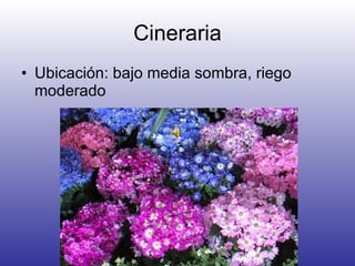 Cineraria ,[object Object]
