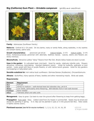 Big (California) Gum Plant – Grindelia camporum                      (grin-DELL-ee-uh camp-OH-rum)




Family: Asteraceae (Sunflower Family)
Native to: Central & S. CA coast. On dry banks, rocky or sandy fields, along roadsides, in dry washes
and stream banks, saline soils.

Growth characteristics:    perennial sub-shrub       mature height: 2-4 ft   mature width: 2-4 ft
Erect, herbaceous/woody perennial with alternate, leathery leaves. Leaves, stems and flowers are
sticky-resinous.

Blooms/fruits: Attractive yellow “daisy” flowers from Mar-Oct. Bracts below heads are down-curved.

Uses in the garden: In cultivated beds (mid-bed). Good for sandy, relatively infertile soils. Flowers
attractive, numerous, long-lasting. Scented (balsamic scent). Great for butterfly, pollinator or bird
garden. Looks great with blue or purple flowers, or with native bunch grasses. Good for dry gardens
(xeriscaping) or salty/alkali soils.

Sensible substitute for: non-native bush sunflowers: Gloriosa Daisies (Rudbeckia), Chrysanthemums
Attracts: Butterflies; many species of bees; beetles and other interesting insects. Birds eat seeds.
Requirements:

Element       Requirement
Sun           Full sun
Soil          Sandy to medium – well-drained best but tolerates clay; pH 6-8
Water         Low needs, particularly when flowering. Will tolerate more if soil well-drained
Fertilizer    None needed
Other         Tolerates alkali and salty soils

Management: Easy to grow. Cut back to near the ground after flowering to keep from getting leggy.
Propagation: from seed: Easy. Collect seed from dry heads in summer/fall. Seeds may be dried and
stored for planting in spring.    In S. Bay can be planted in pots or in the ground Oct-Nov. Rake seeds
in lightly (barely cover).

Plant/seed sources (see list for source numbers): 1, 2, 6, 12, 13, 14, 16, 20             12/1/10
                                                                                          © Project SOUND
 
