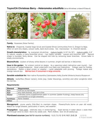 Toyon/CA Christmas Berry – Heteromeles arbutifolia (het-er-AH-mel-eez                         ar-bew-ti-FO-lee-uh)




Family: Rosaceae (Rose Family)
Native to: Chaparral, Coastal Sage Scrub and Coastal Shrub communities from S. Oregon to Baja.
Often on semi-dry slopes, canyon walls, back-dune areas. Var. macrocarpa – S. Channel islands.

Growth characteristics: lg. evergreen shrub/tree  mature height: 6-10’ (to 30’) mature width: 4-6’
In nature, usually a many-branched shrub – but highly variable. Leaves and branches stiff.  Natural
shape is rounded, fairly dense. Can be shaped into tree by removing lower branches. Grows taller in
shady environments.

Blooms/fruits: clusters of showy white blooms in summer; bright red berries in fall/winter.
Uses in the garden: for erosion control on slopes. As a specimen plant (attractive year-round). Can
be pruned as hedge/hedgerow. Good under/with Live Oaks and Ceanothus. Foliage used for holiday
decorations. Makes a good screen or espalier – quite adaptable with pruning. Foliage makes and
orange natural dye. Berries toxic if consumed in large amounts.

Sensible substitute for: Non-native Pyracantha;Cotoneaster;Holly;Scarlet Wisteria;Acacia;Myoporum
Attracts: butterflies (flower nectar); birds (esp. Cedar Waxwings, wrentits) and other songbirds relish
the berries.

Requirements:

Element        Requirement
Sun            Full sun to full shade
Soil           Any well-drained; any pH is fine
Water          Tolerates some supplemental water in summer (better fruiting); keep leaves dry
               (susceptible to fungal diseases)
Fertilizer     None needed
Other

Management:     prune yearly (Feb-Mar) to maintain shape.          Flowers/fruits borne on year old wood.
Watch for fungal disease, particularly in warm, wet weather.

Propagation: from seed: relatively easy in winter/spring.      Soak berries in water about 1 week then
rub through sieve to clean. Store dry seeds cool. Plant shallow. Sow 10-20 seeds/cup.

Plant/seed sources (see list for source numbers): 1-3, 5, 7, 9, 10, 12-14, 16-21, 23-25, 28      12/5/10
                                                                                                © Project SOUND
 