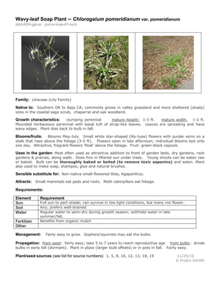 Wavy-leaf Soap Plant – Chlorogalum pomeridianum var. pomeridianum
(kloh-ROH-gal-um pom-er-id-ee-AY-num)




Family: Liliaceae (Lily Family)
Native to: Southern OR to Baja CA; commonly grows in valley grassland and more sheltered (shady)
sites in the coastal sage scrub, chaparral and oak woodland.

Growth characteristics:   clumping perennial     mature height: 1-3 ft.    mature width: 1-2 ft.
Mounded herbaceous perennial with basal tuft of strap-like leaves. Leaves are spreading and have
wavy edges. Plant dies back to bulb in fall.

Blooms/fruits:     Blooms May-July. Small white star-shaped (lily-type) flowers with purple veins on a
stalk that rises above the foliage (3-5 ft). Flowers open in late afternoon; individual blooms last only
one day. Attractive, fragrant flowers ‘float’ above the foliage. Fruit: green-black capsule.

Uses in the garden: Most often used as attractive addition to front of garden beds, dry gardens, rock
gardens & prairies, along walls. Does fine in filtered sun under trees. Young shoots can be eaten raw
or baked. Bulb can be thoroughly baked or boiled (to remove toxic saponins) and eaten. Plant
also used to make soap, shampoo, glue and natural brushes.

Sensible substitute for: Non-native small-flowered lilies, Agapanthus.
Attracts: Small mammals eat pods and roots. Moth caterpillars eat foliage.

Requirements:

Element       Requirement
Sun           Full sun to part-shade; can survive in low light conditions, but many not flower.
Soil          Any; prefers well-drained
Water         Regular water to semi-dry during growth season; withhold water in late
              summer/fall.
Fertilizer    Benefits from organic mulch
Other

Management:       Fairly easy to grow. Gophers/squirrels may eat the bulbs.

Propagation: from seed: fairly easy; take 5 to 7 years to reach reproductive age            from bulbs: divide
bulbs in early fall (dormant). Plant in place (larger bulb offsets) or in pots in fall.   Fairly easy.

Plant/seed sources (see list for source numbers): 1, 5, 8, 10, 12, 13, 18, 19                  11/25/10
                                                                                              © Project SOUND
 
