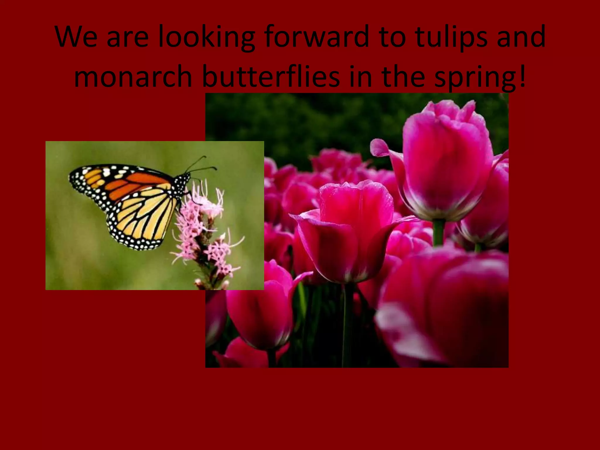 We are looking forward to tulips and
monarch butterflies in the spring!