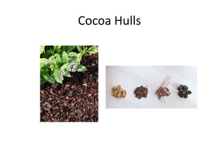 Cocoa Hulls 