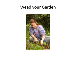 Weed your Garden