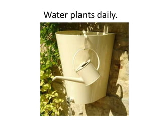 Water plants daily.