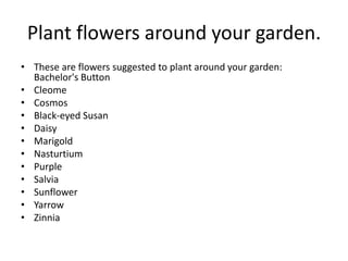 Plant flowers around your garden.These are flowers suggested to plant around your garden: Bachelor's Button Cleome Cosmos Black-eyed Susan Daisy Marigold Nasturtium Purple Salvia Sunflower Yarrow Zinnia 