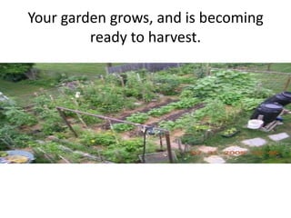 Your garden grows, and is becoming ready to harvest.