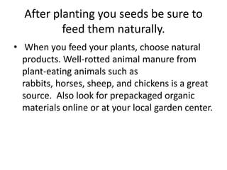 After planting you seeds be sure to feed them naturally. When you feed your plants, choose natural products. Well-rotted animal manure from plant-eating animals such as rabbits, horses, sheep, and chickens is a great source.  Also look for prepackaged organic materials online or at your local garden center.