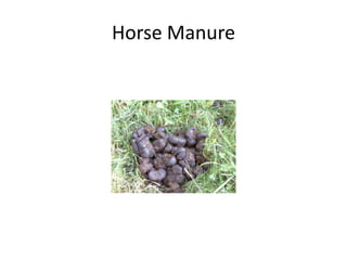 Horse Manure