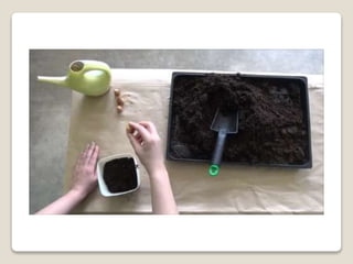 Planting bulbs - work skills