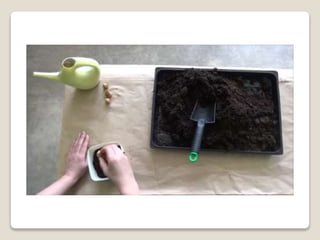 Planting bulbs - work skills