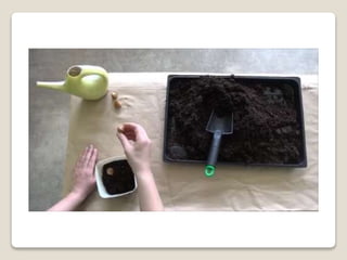 Planting bulbs - work skills