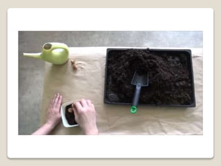 Planting bulbs - work skills