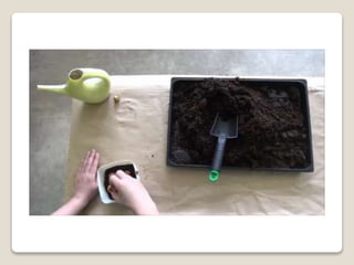 Planting bulbs - work skills