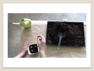 Planting bulbs - work skills