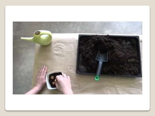 Planting bulbs - work skills