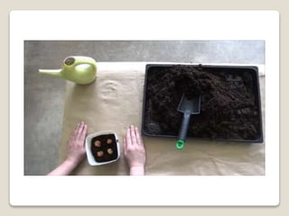 Planting bulbs - work skills