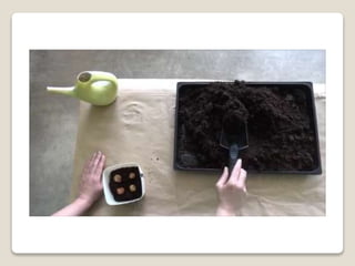 Planting bulbs - work skills