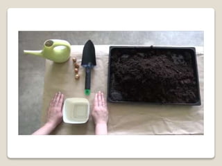Planting bulbs - work skills