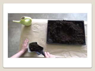 Planting bulbs - work skills