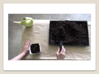 Planting bulbs - work skills