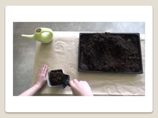 Planting bulbs - work skills