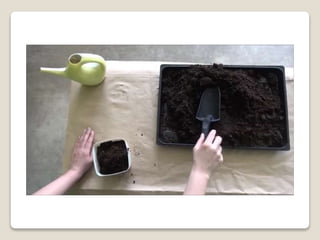 Planting bulbs - work skills