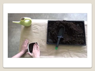 Planting bulbs - work skills