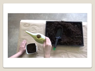 Planting bulbs - work skills