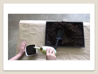 Planting bulbs - work skills