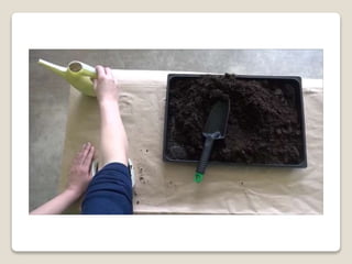 Planting bulbs - work skills