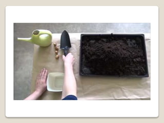 Planting bulbs - work skills