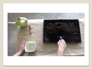 Planting bulbs - work skills