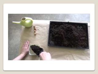Planting bulbs - work skills