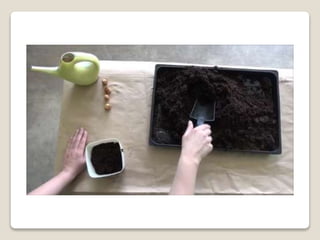 Planting bulbs - work skills