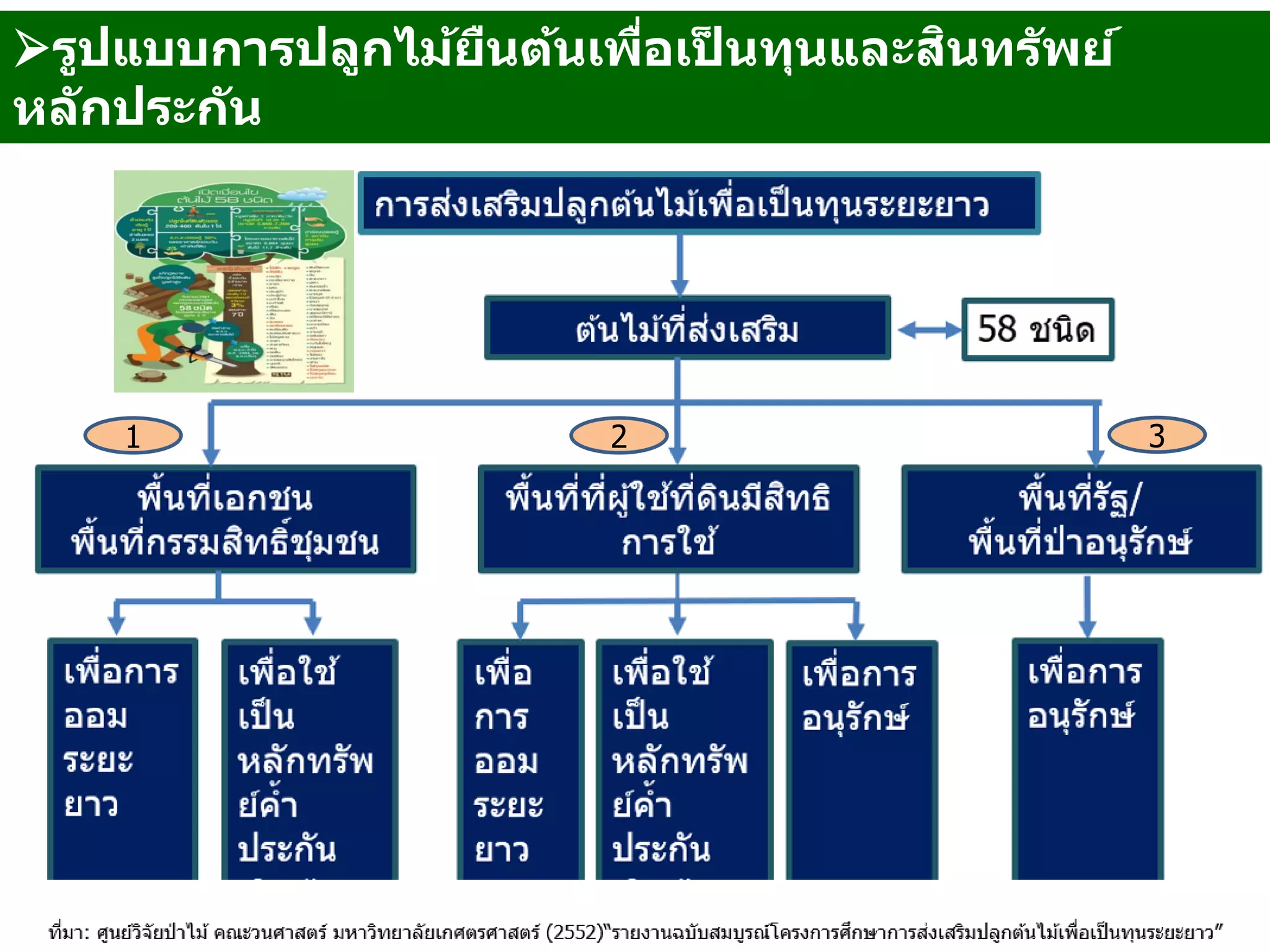 11
รูปแบบการปลูกไม้ยืนต้นเพื่อเป็ นทุนและสินทรัพย์
หลักประกัน
1 2 3
 